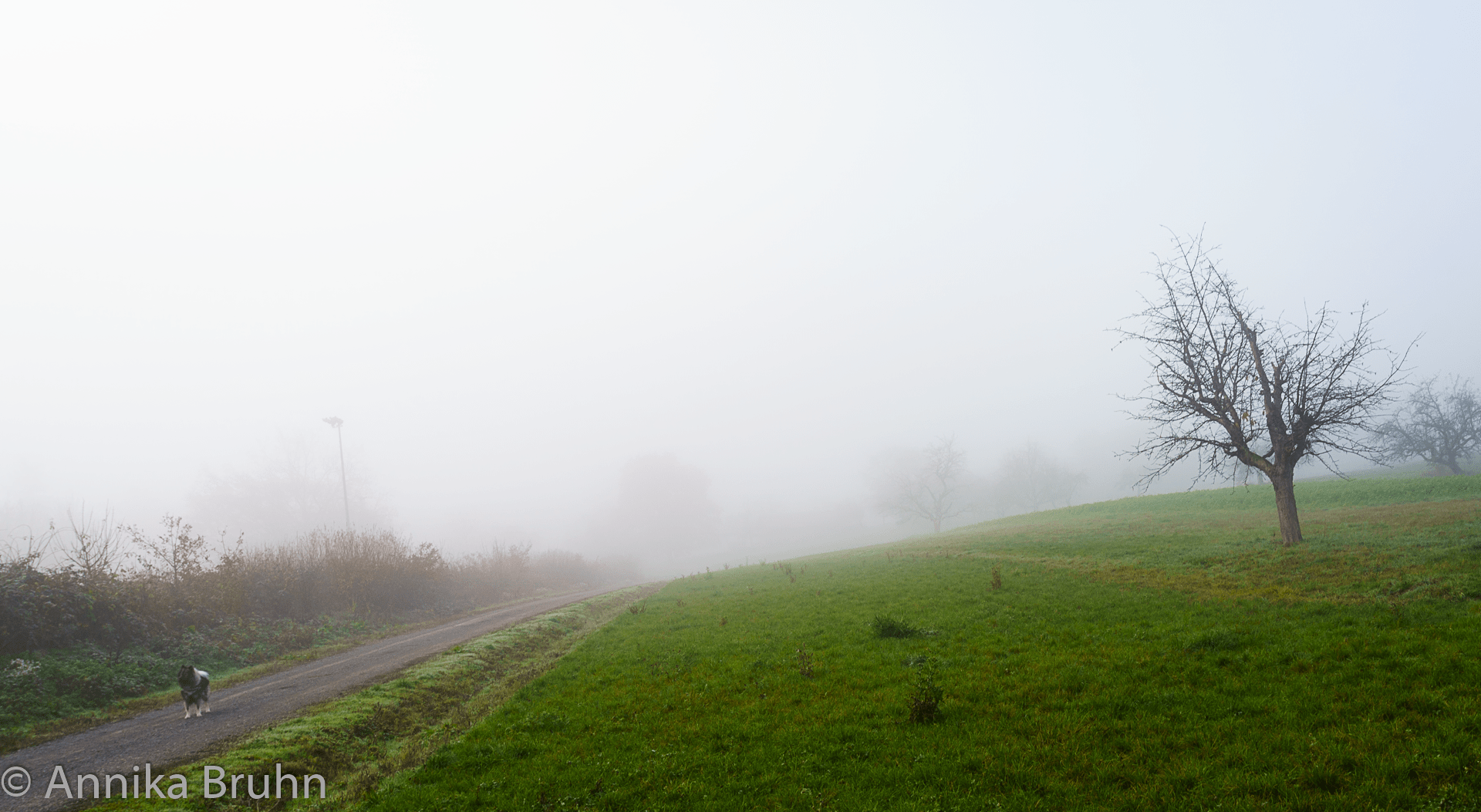 Q spaziert im Nebel